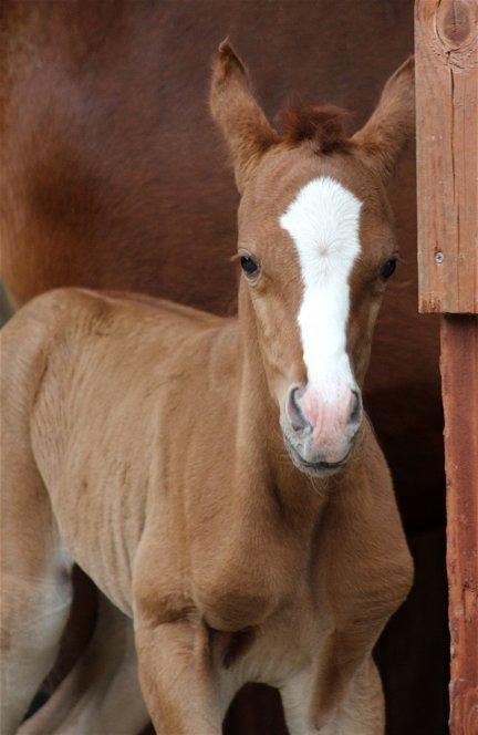 Arabisk fuldblod (OX) Marco APN - 2014-2017* billede 18