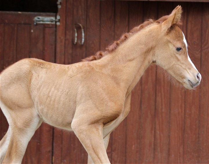 Arabisk fuldblod (OX) Marco APN - 2014-2017* billede 19
