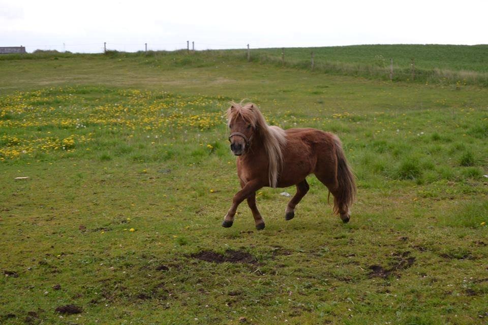 Miniature Sifa. - Maj 14, foto - Louise billede 7