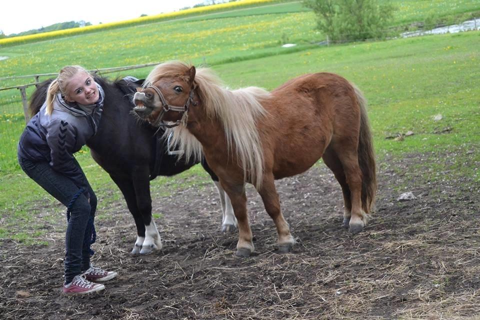 Miniature Sifa. - Sifa og jeg smiler. Foto Louise maj 14 billede 4