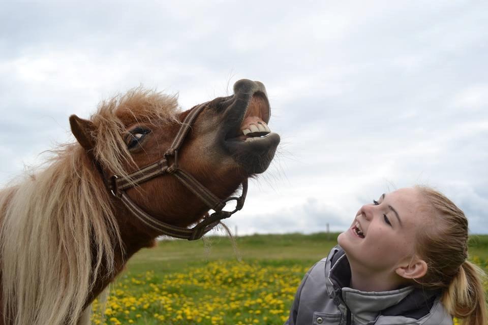 Miniature Sifa. - Sifa smiler maj 14, foto Louise. billede 2