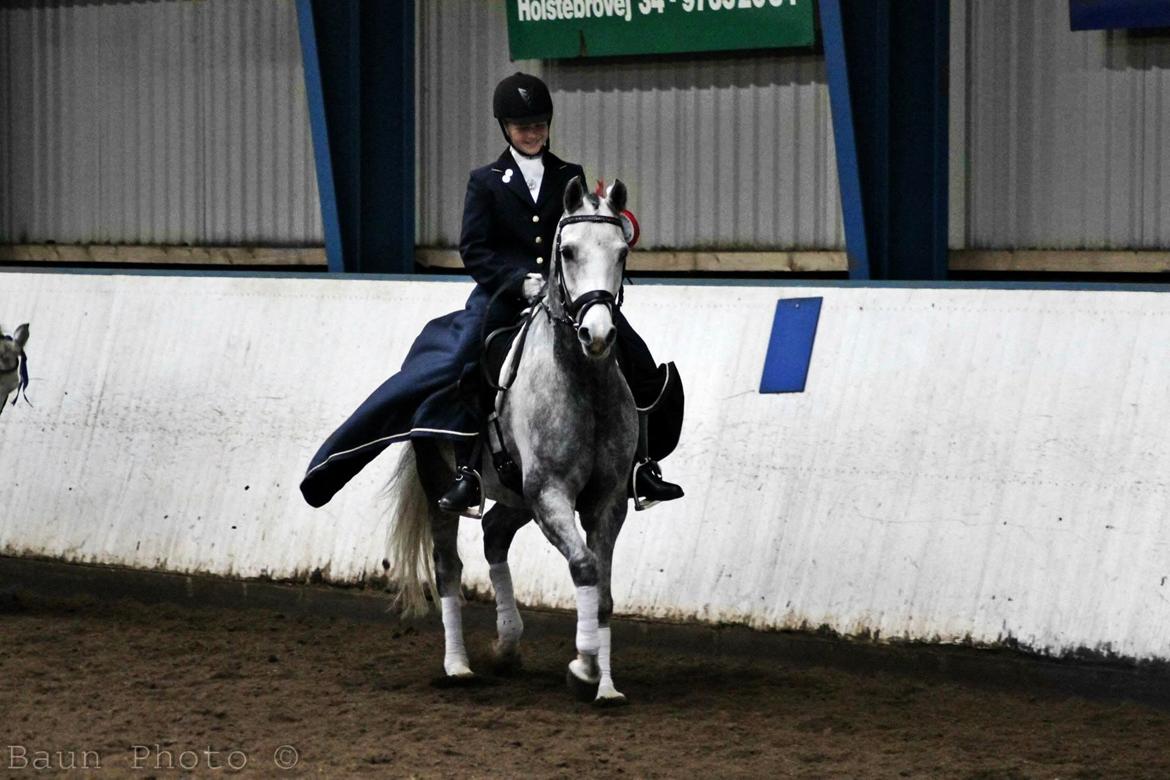 DSP Grønborgs Cassius Clay (B-Pony) - lad vær med at tæl vær time men sørg for at vær time teller  billede 6