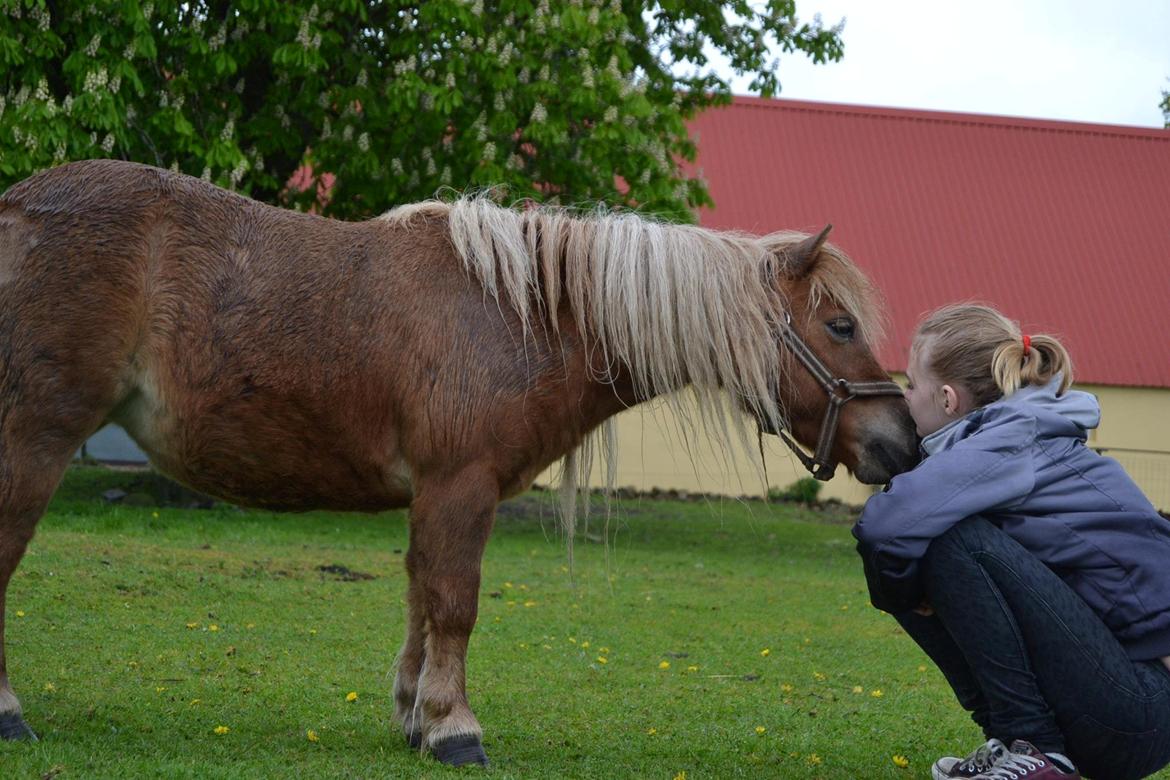 Miniature Sifa. -  foto Louise maj 14 billede 11