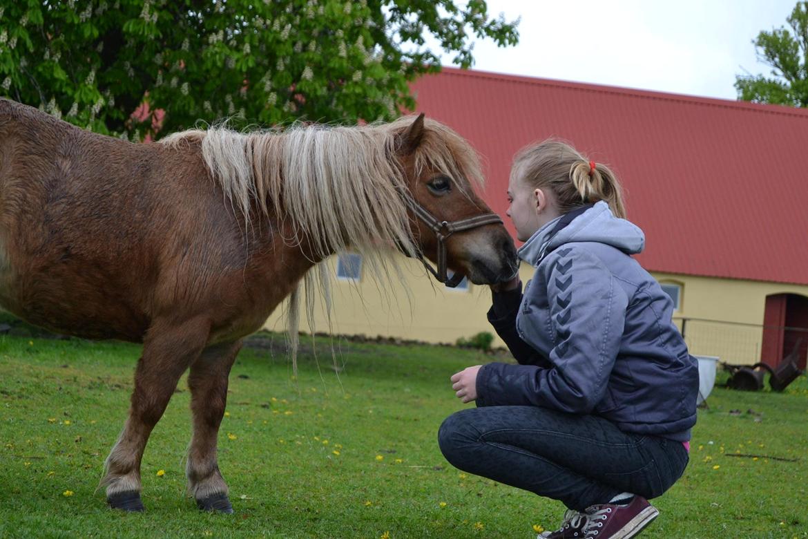 Miniature Sifa. - maj 14 foto Louise billede 12