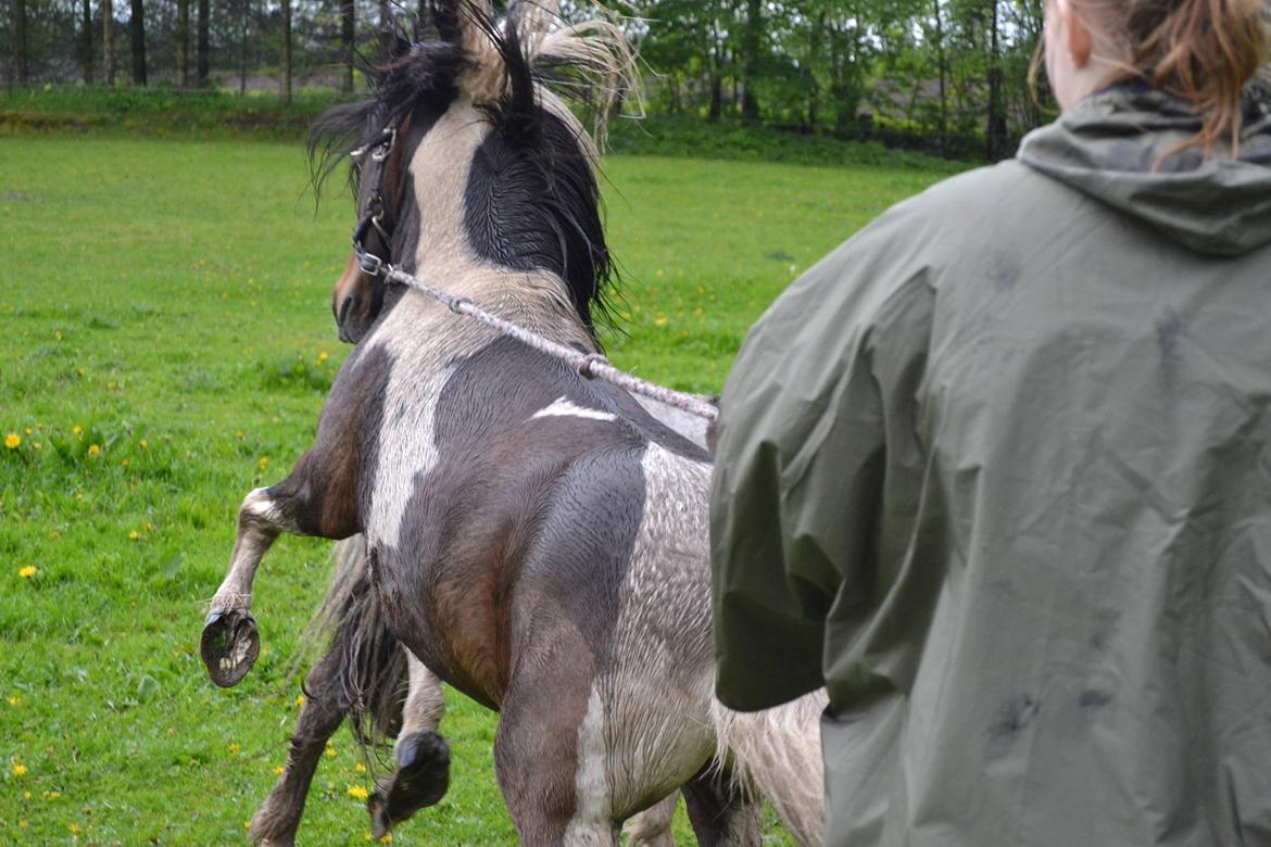 Shetlænder Beauty. - Beauty leger med Cookie. Foto Louise 11/05-14 billede 2