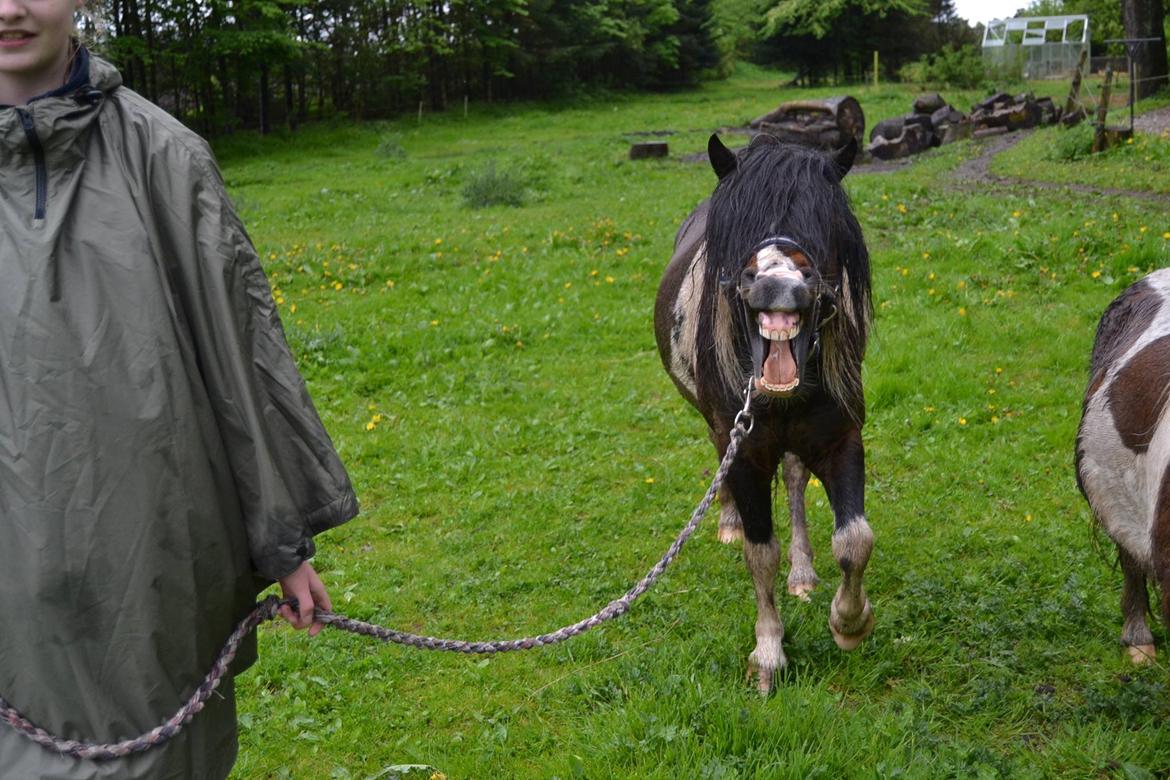 Shetlænder Beauty. - beauty gaber. Foto Louise 11/05-14 billede 3