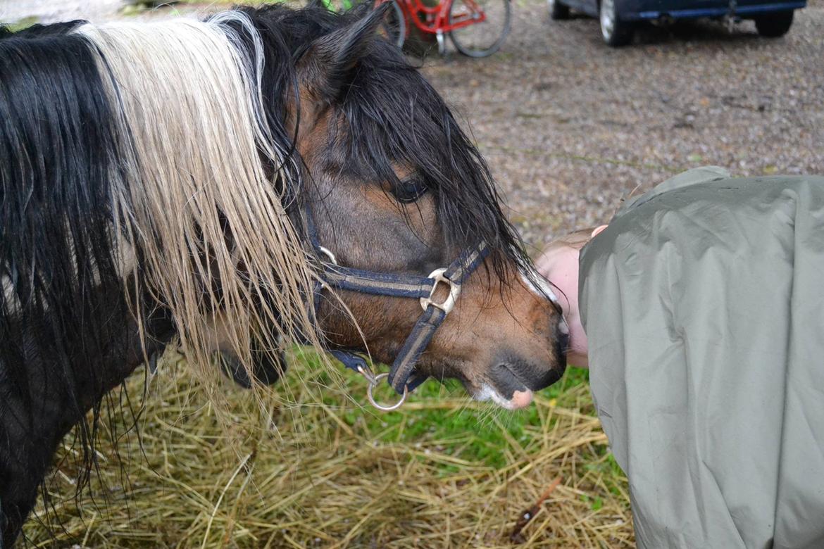 Shetlænder Beauty. - Beauty får kys. 11/05-14 foto Louise. billede 1