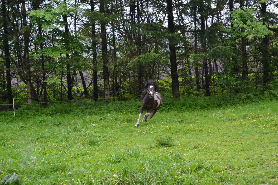 Shetlænder Beauty. - 11/05-14 foto Louise billede 5