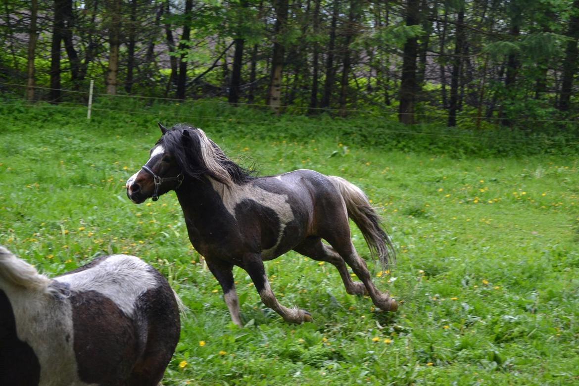 Shetlænder Beauty. - 11/05-14 foto Louise billede 6
