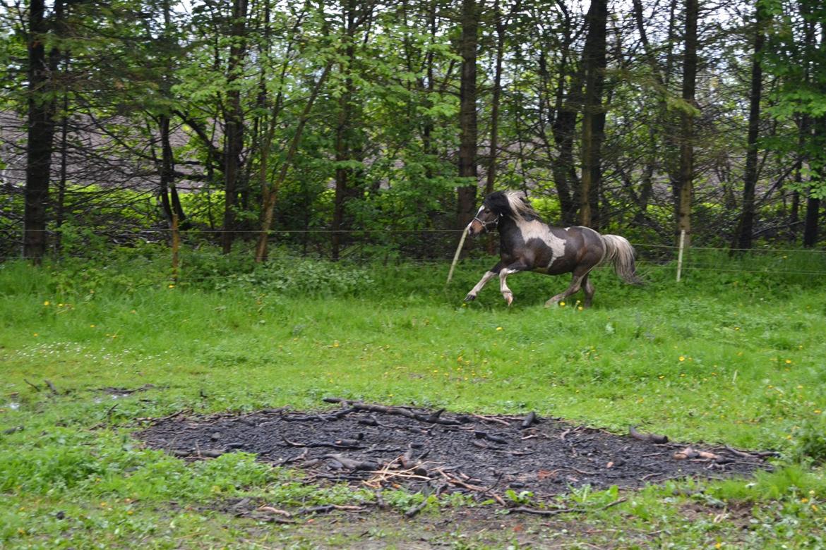 Shetlænder Beauty. - 11/05-14 foto Louise billede 7