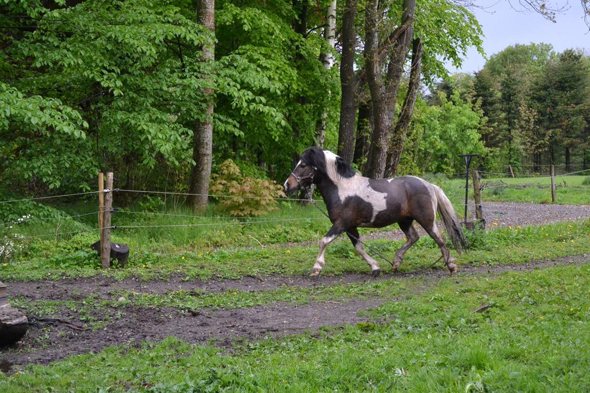 Shetlænder Beauty. - 11/05-14 foto Louise billede 8