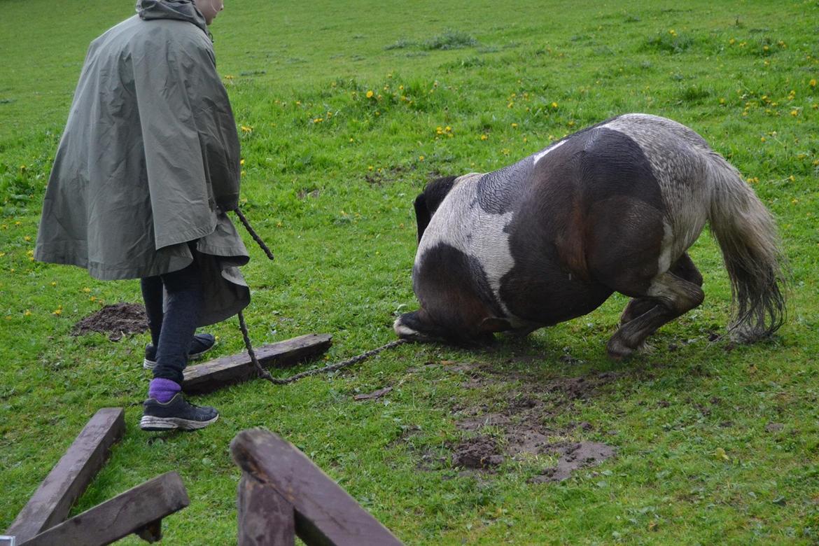 Shetlænder Beauty. - Beauty ligger sig 11/05.14 foto Louise billede 9
