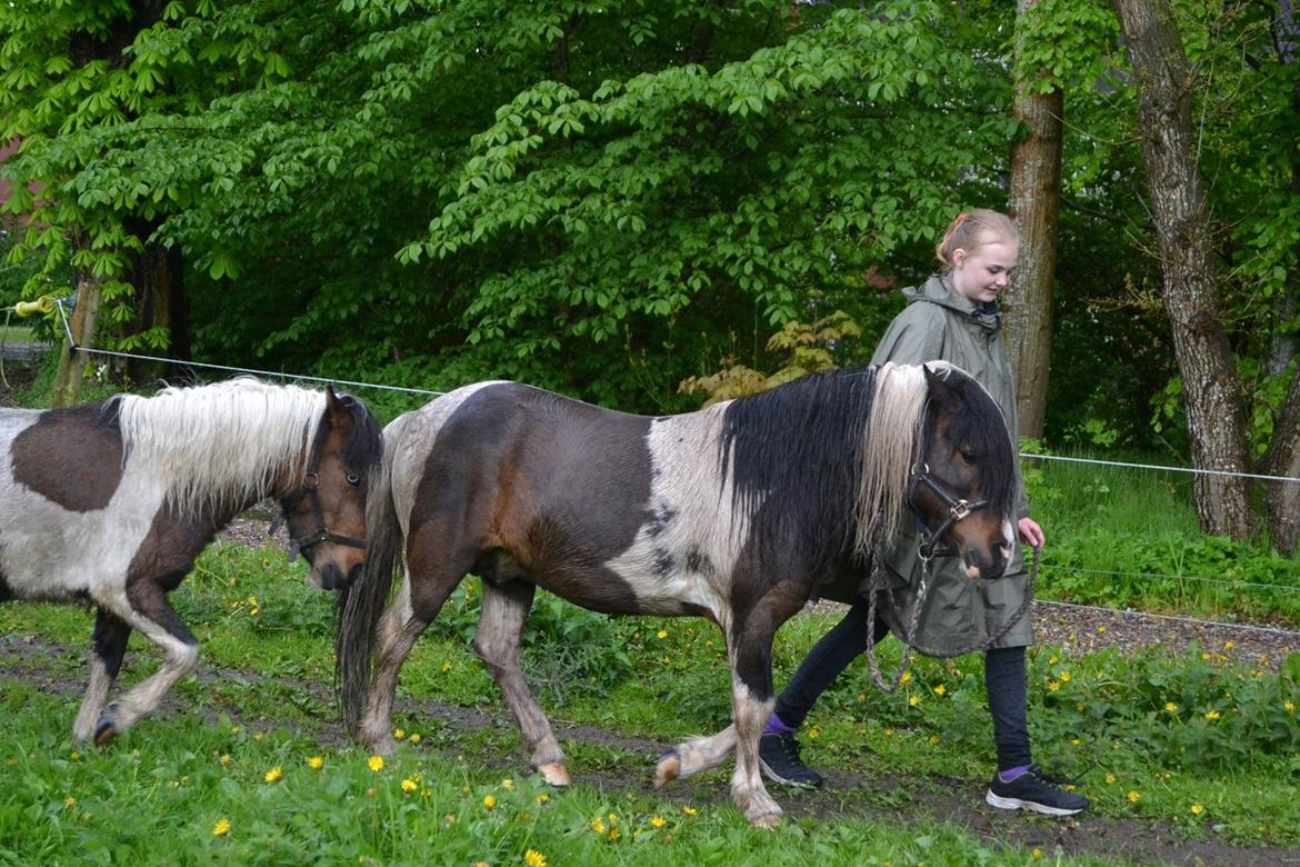Shetlænder Beauty. - Beauty, Cookie og jeg i regn. 11/05-14 foto Louise. billede 10