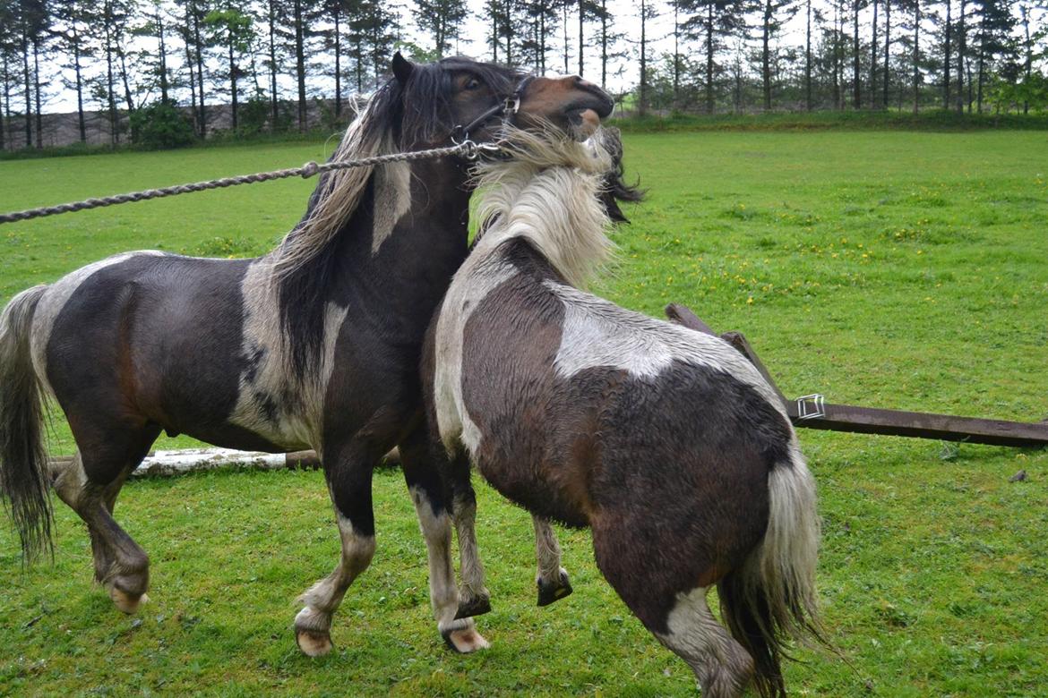 Shetlænder Beauty. - Beauty og Cookie. Foto Louise. 11/05-14 billede 11