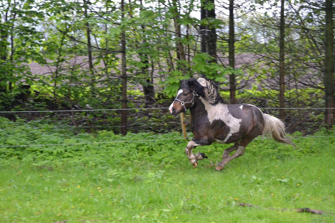 Shetlænder Beauty. - Beauty, Cookie og jeg leger på folden... eller, det endte med at det var Beauty og Cookie der løb rundt ;) Foto Louise. 11/05-14 billede 4