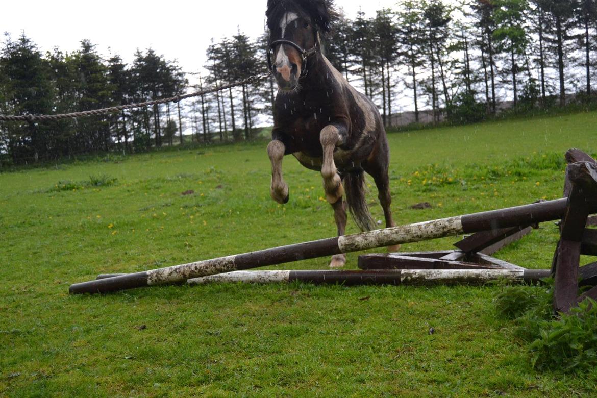Shetlænder Beauty. - Beauty springer. 11/05-14 foto Louise billede 12