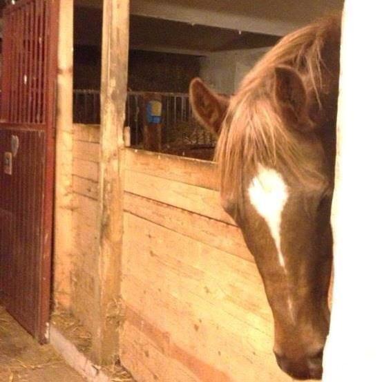 New Forest Stenbakkens Rex billede 1