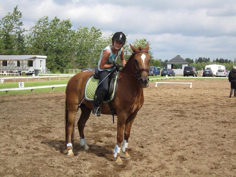 New Forest Stenbakkens Rex billede 2