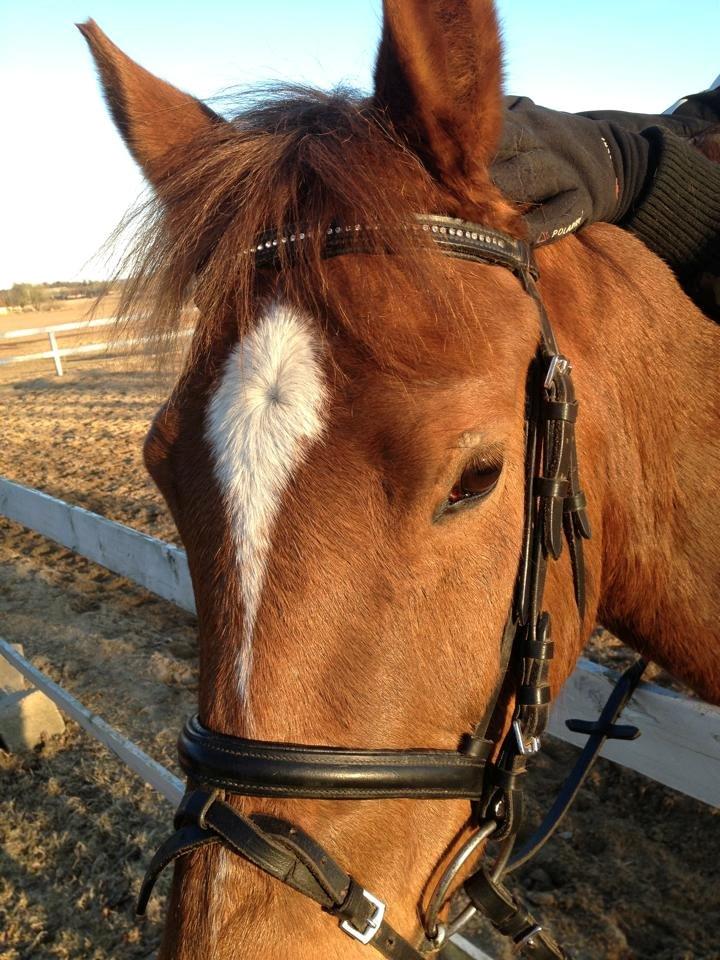 New Forest Stenbakkens Rex billede 3