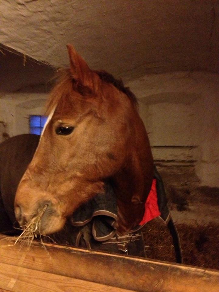 New Forest Stenbakkens Rex billede 4