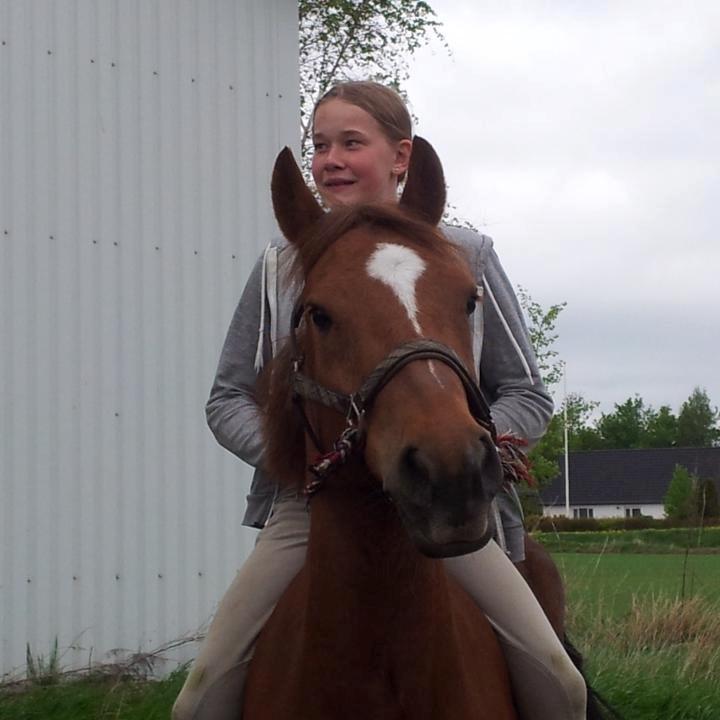 New Forest Stenbakkens Rex billede 5