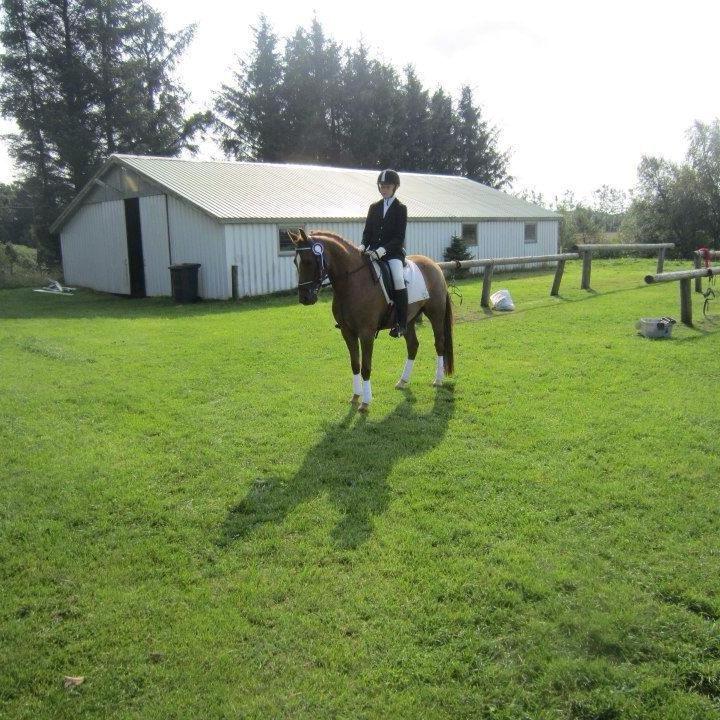 New Forest Stenbakkens Rex billede 6