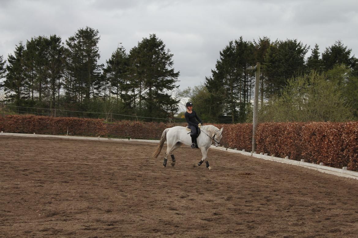 Connemara Duntally Charles <3 - Lille dressurpony <3 billede 3