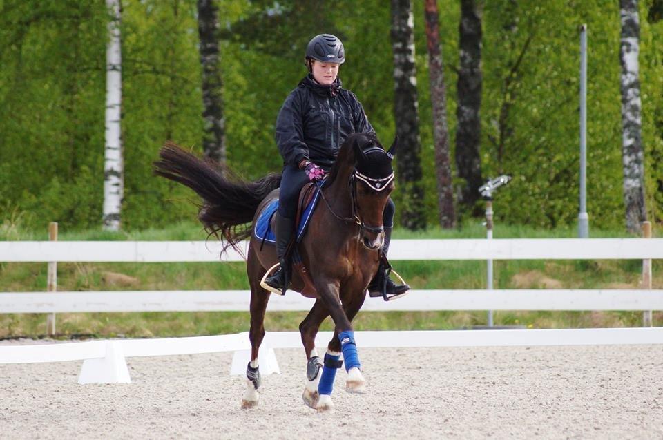 Hollandsk Sportspony | Radec<3 | (Toblerone) billede 17