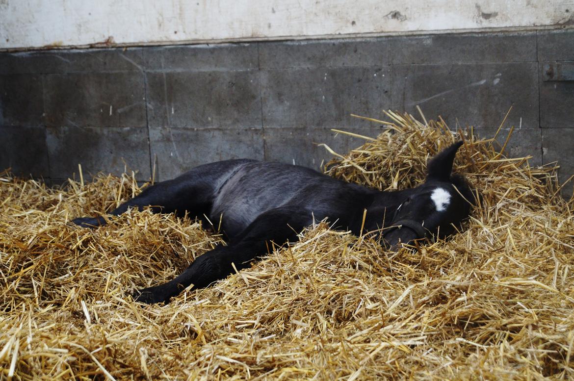 Belgier Kastanielunds Bombay billede 1