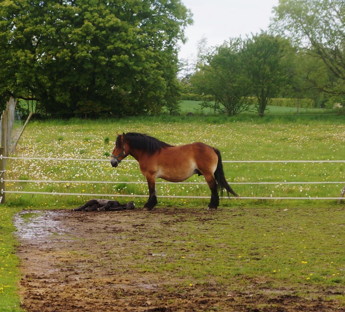 Belgier Kastanielunds Bombay billede 3