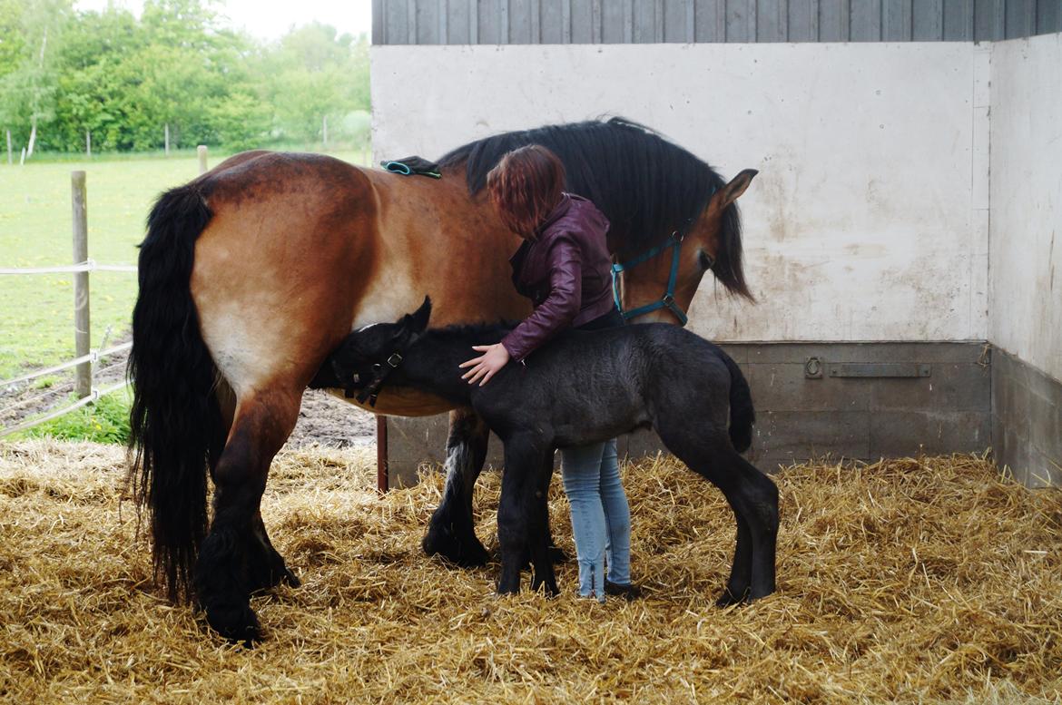 Belgier Kastanielunds Bombay billede 2