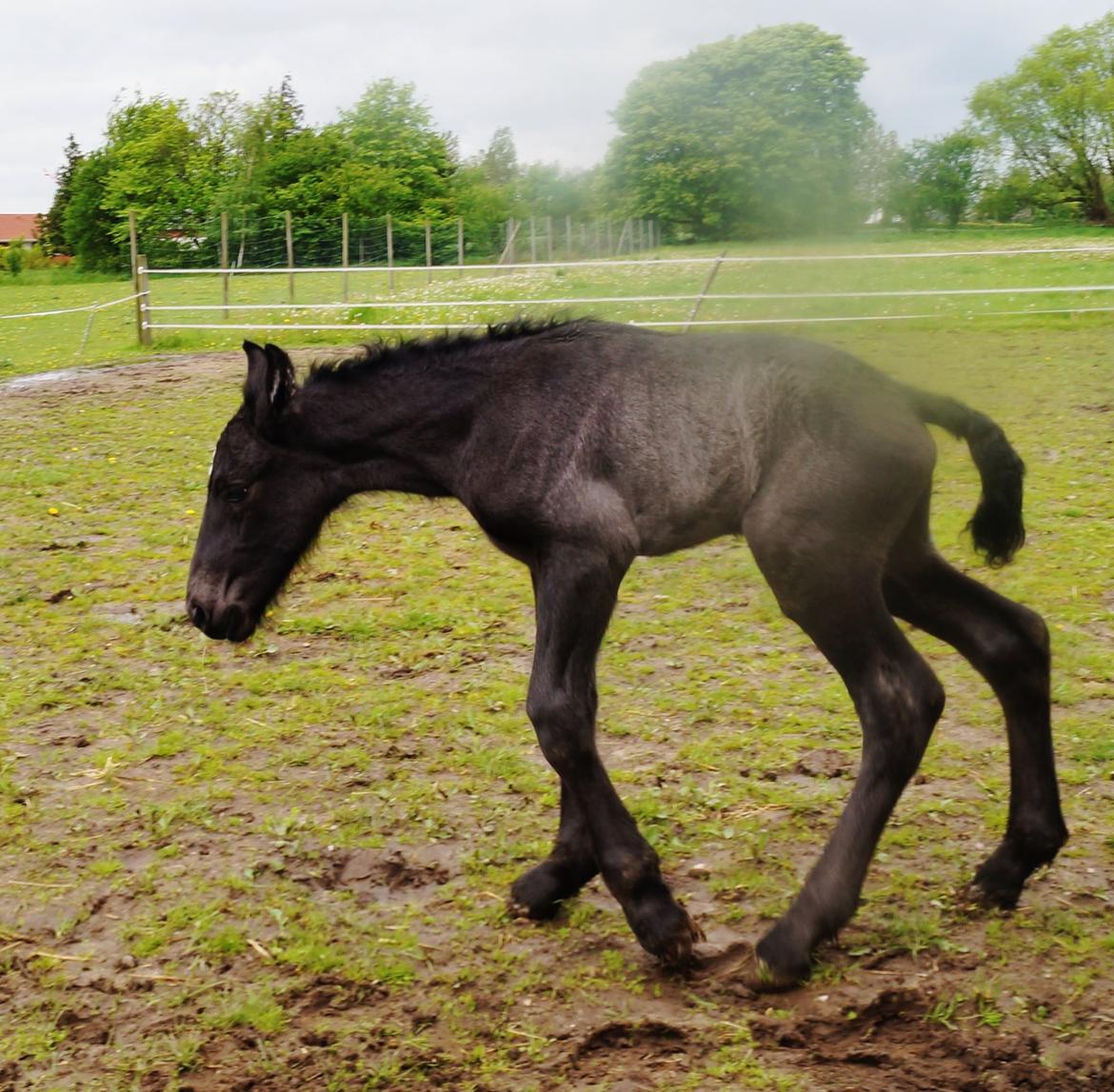 Belgier Kastanielunds Bombay billede 4