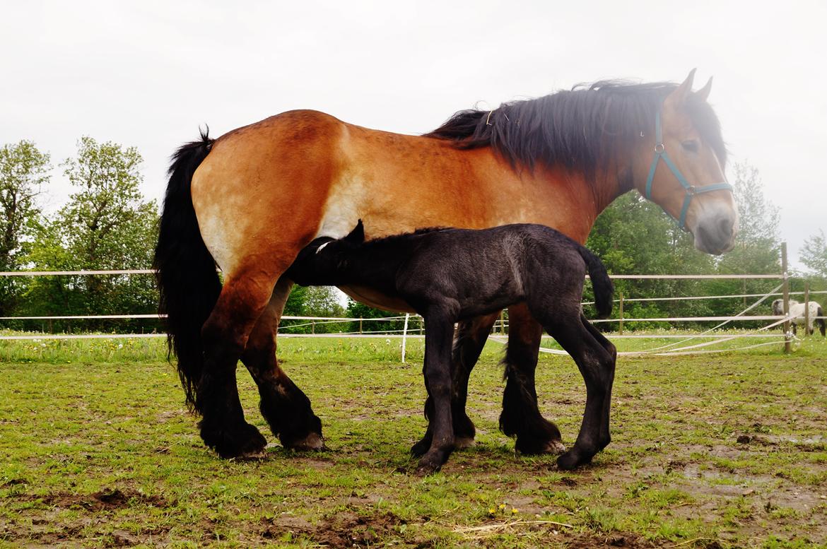 Belgier Kastanielunds Bombay billede 5