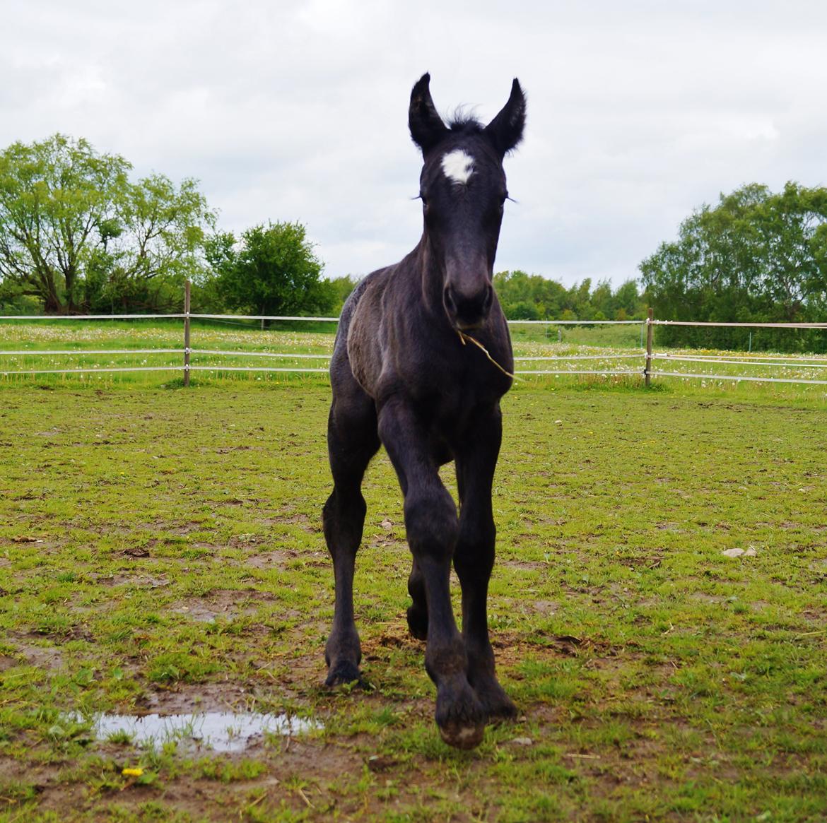 Belgier Kastanielunds Bombay billede 6