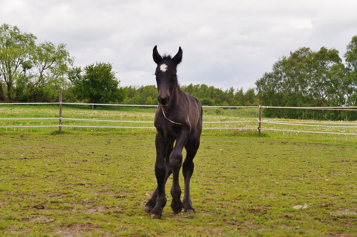 Belgier Kastanielunds Bombay billede 7