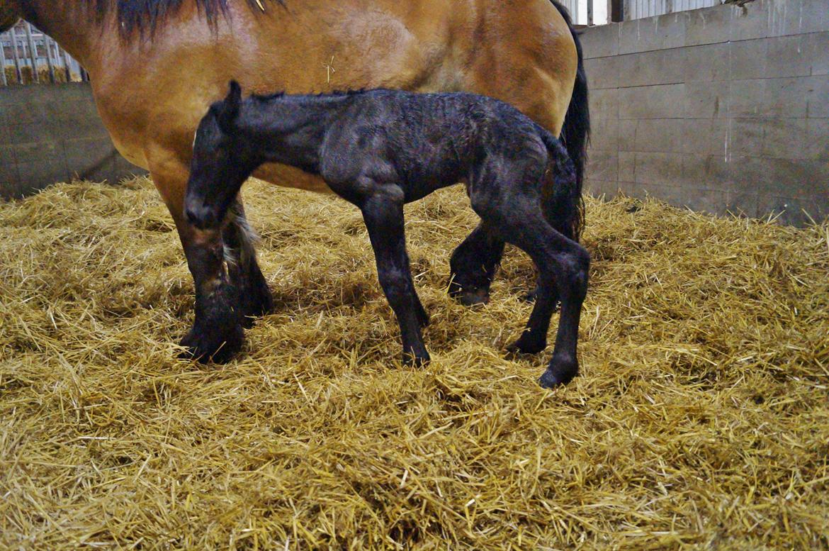 Belgier Kastanielunds Bombay billede 8