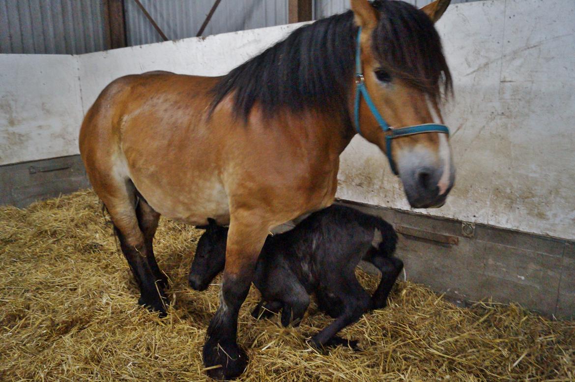 Belgier Kastanielunds Bombay billede 9