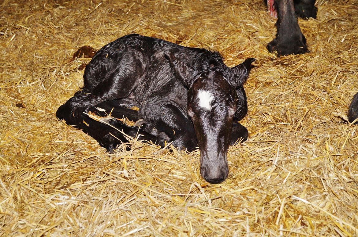 Belgier Kastanielunds Bombay billede 10