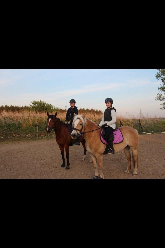 Dansk Varmblod Elektra Lysegård billede 11