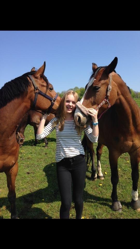 Dansk Varmblod Elektra Lysegård billede 12