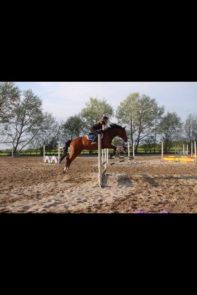 Dansk Varmblod Elektra Lysegård billede 13