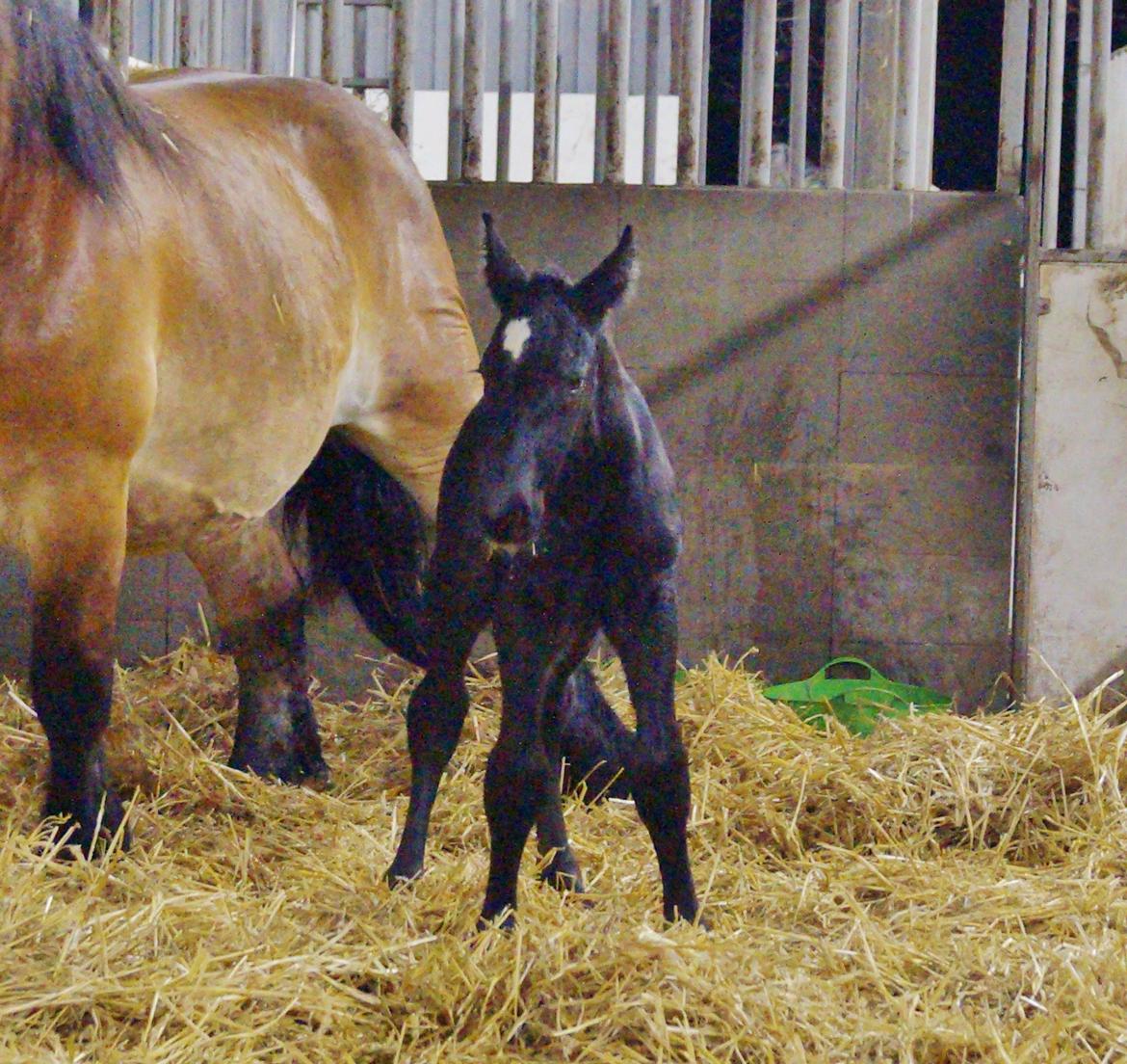 Belgier Kastanielunds Bombay billede 11