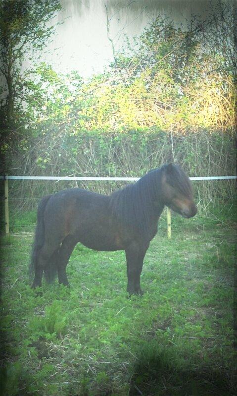 Anden særlig race Jolly Jumper billede 21