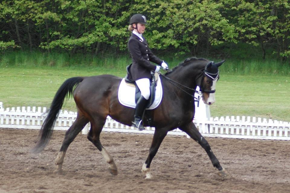 Dansk Varmblod Sant Jordi´s Mccoy, B-Hest billede 46