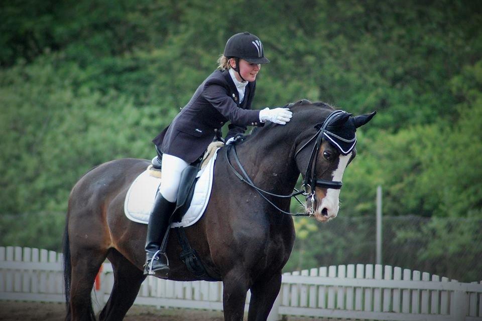 Dansk Varmblod Sant Jordi´s Mccoy, B-Hest billede 6