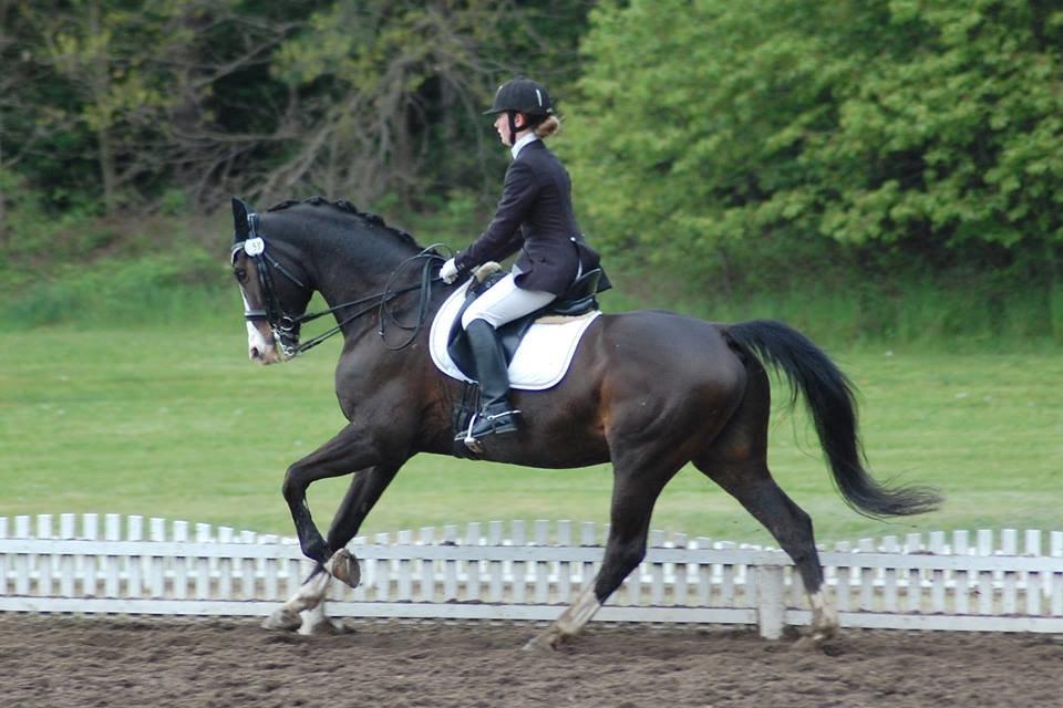 Dansk Varmblod Sant Jordi´s Mccoy, B-Hest billede 5