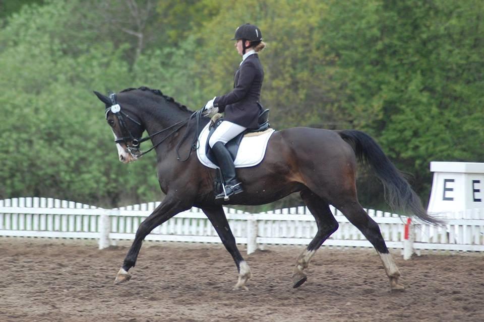 Dansk Varmblod Sant Jordi´s Mccoy, B-Hest billede 31