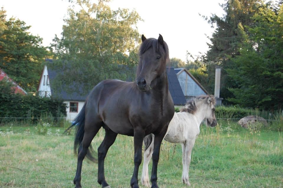 Islænder Perla fra Linå Mark - Perla og Mor billede 8