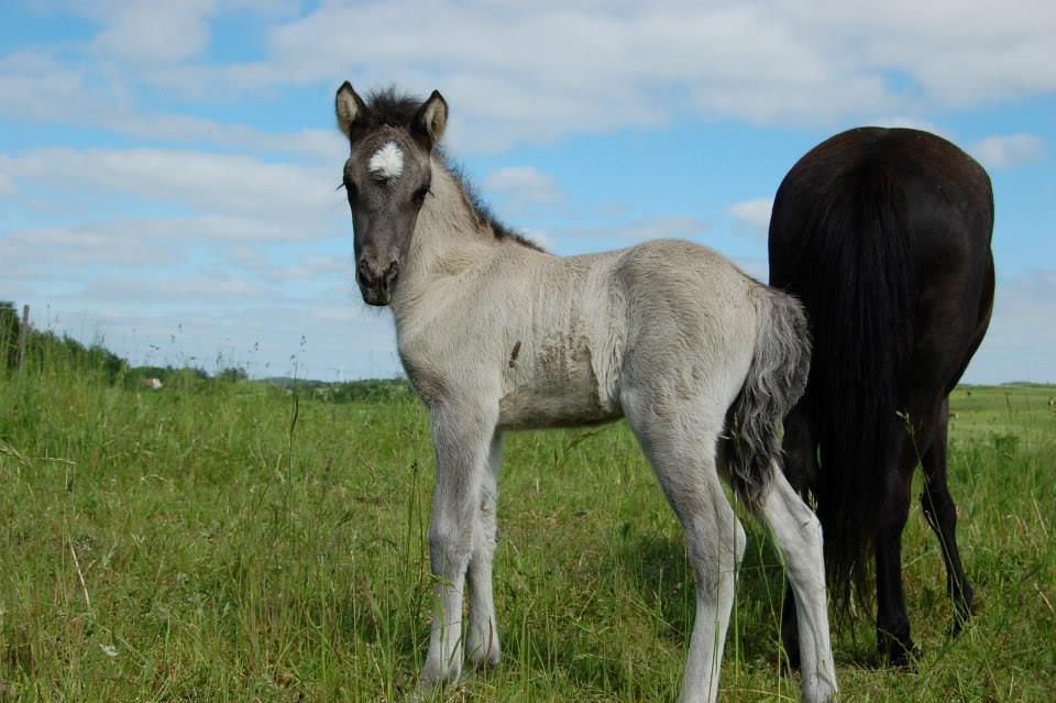 Islænder Perla fra Linå Mark - 2010 billede 12