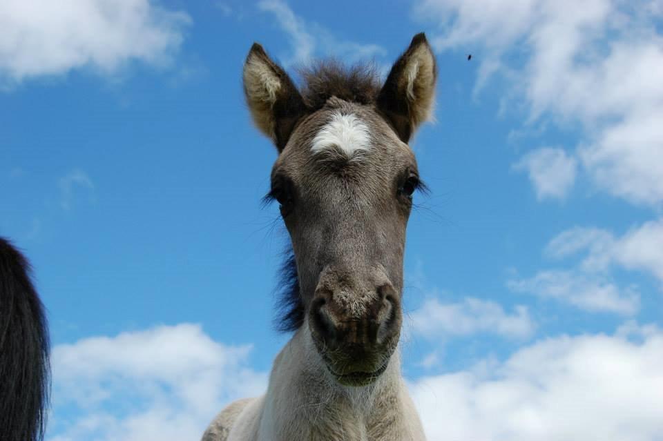 Islænder Perla fra Linå Mark billede 9